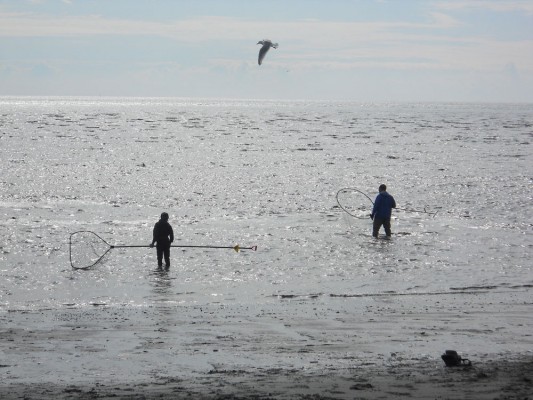 Dpnetting on the Kenai