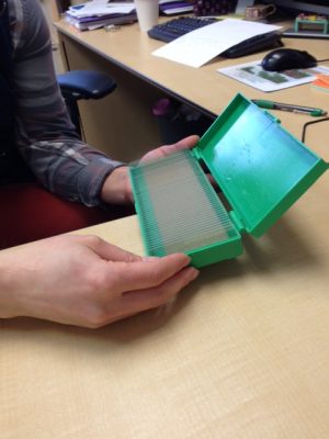 Slides ready for the pollen trap