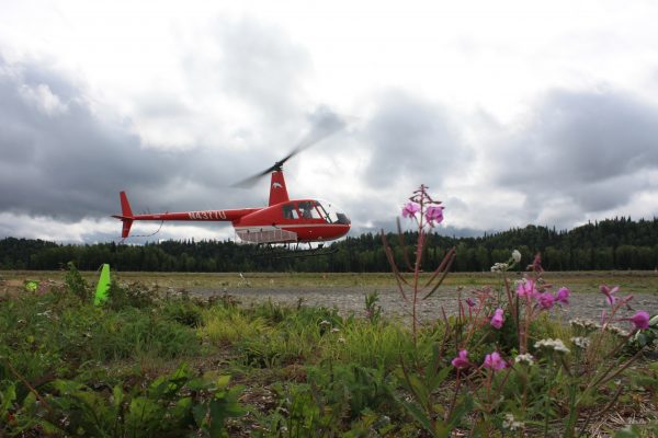 Will takes off from the Talkeetna air strip in a Robinson R-44 (Photo by J. Besl