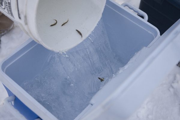 Tiny fish, big impact on human health (Photo by Phil Hall / University of Alaska Anchorage).