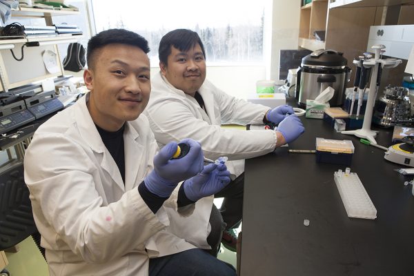 UAA natural sciences students Kou Thao, left, and Dom Mallari are taking part in the upcoming UAA Undergraduate Research & Discovery Symposium, April 17-21. Their Alaska Heart Institute-supported work focuses on capsaicin's effect on gastric cancer. (Photo by Philip Hall / University of Alaska Anchorage)