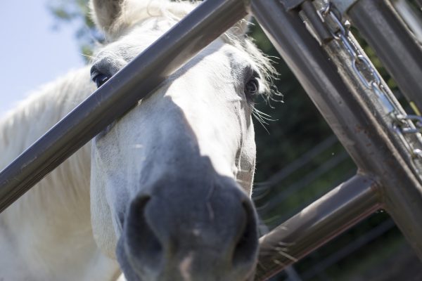 Casper, one of EATA's several horses, poses for the camera. (Photo by Ted Kincaid / University of Alaska Anchorage)