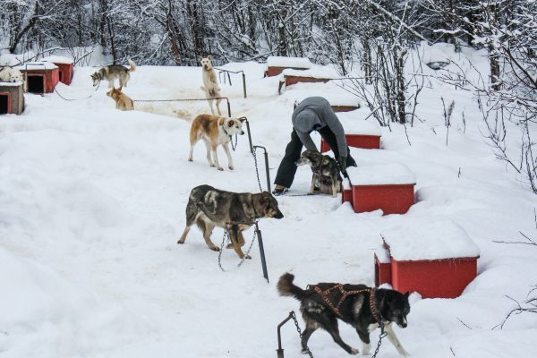  A student harnesses dogs before a training ride in last year's expedition course. (Photo by J. Besl / University of Alaska Anchorage)