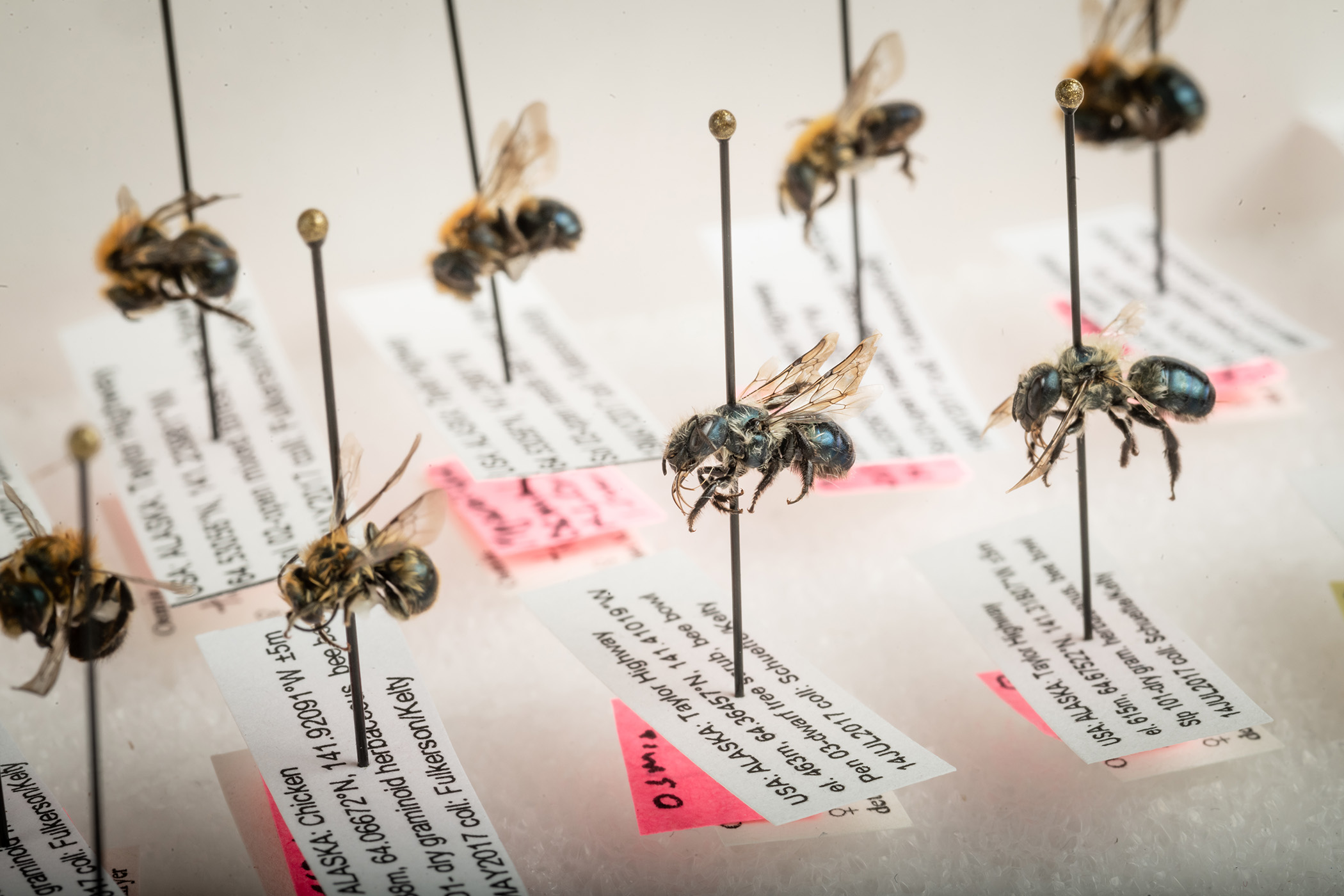 Mason bees (genus Osmia) archived in UAA's Herbarium