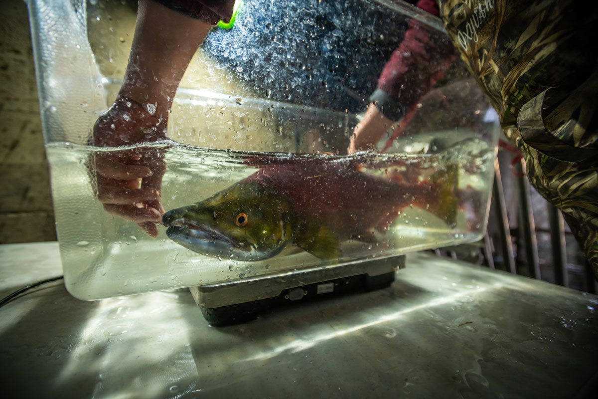A sockeye salmon is measured and weighed before release as UAA Applied Environmental Research Center research technicians Samuel Franklin and Alexzandrea DePue collect data on salmon in a fish weir at the outlet of Joint Base Elmendorf-Richardson's Sixmile Lake.