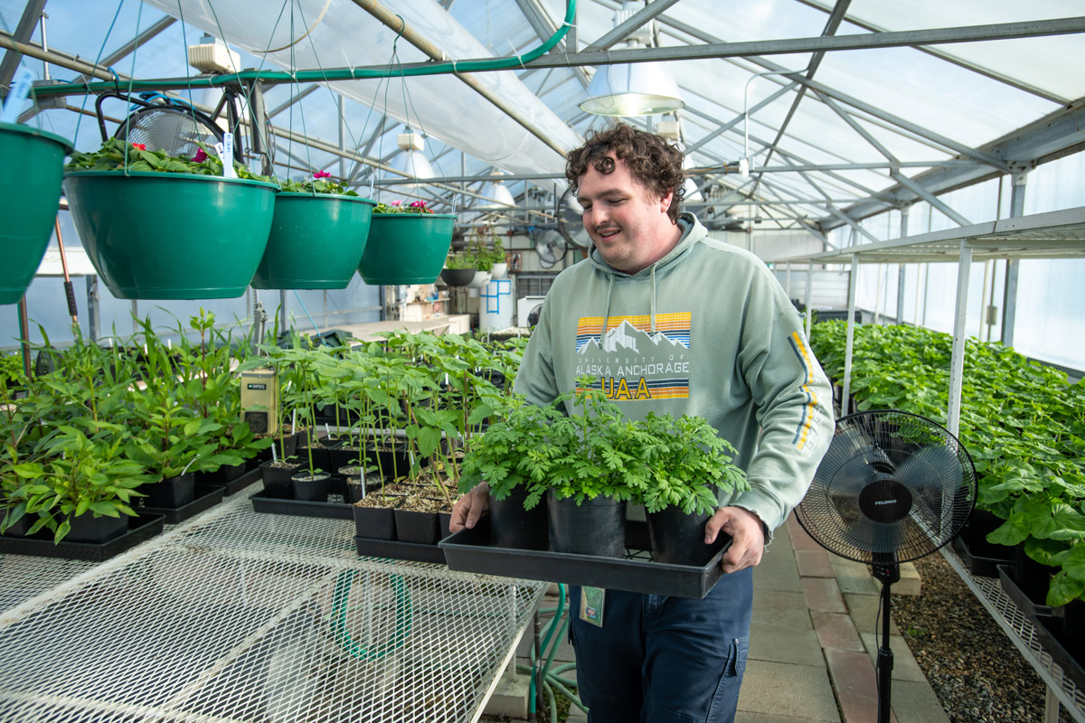 Kagen Silver moves plants out of the UAA greenhouse to acclimate.