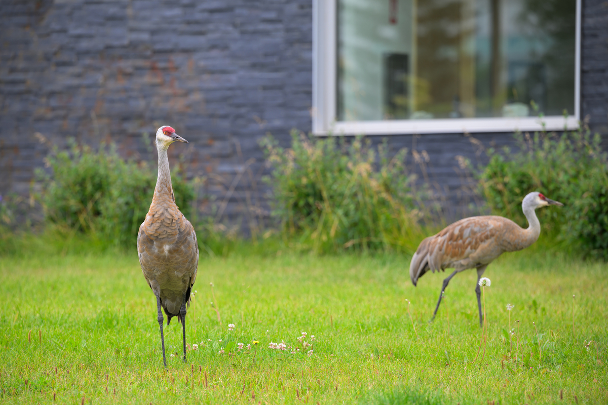 Sandhill Cranes hang out in front of UAA's ConocoPhillips Integrated Science Building.
