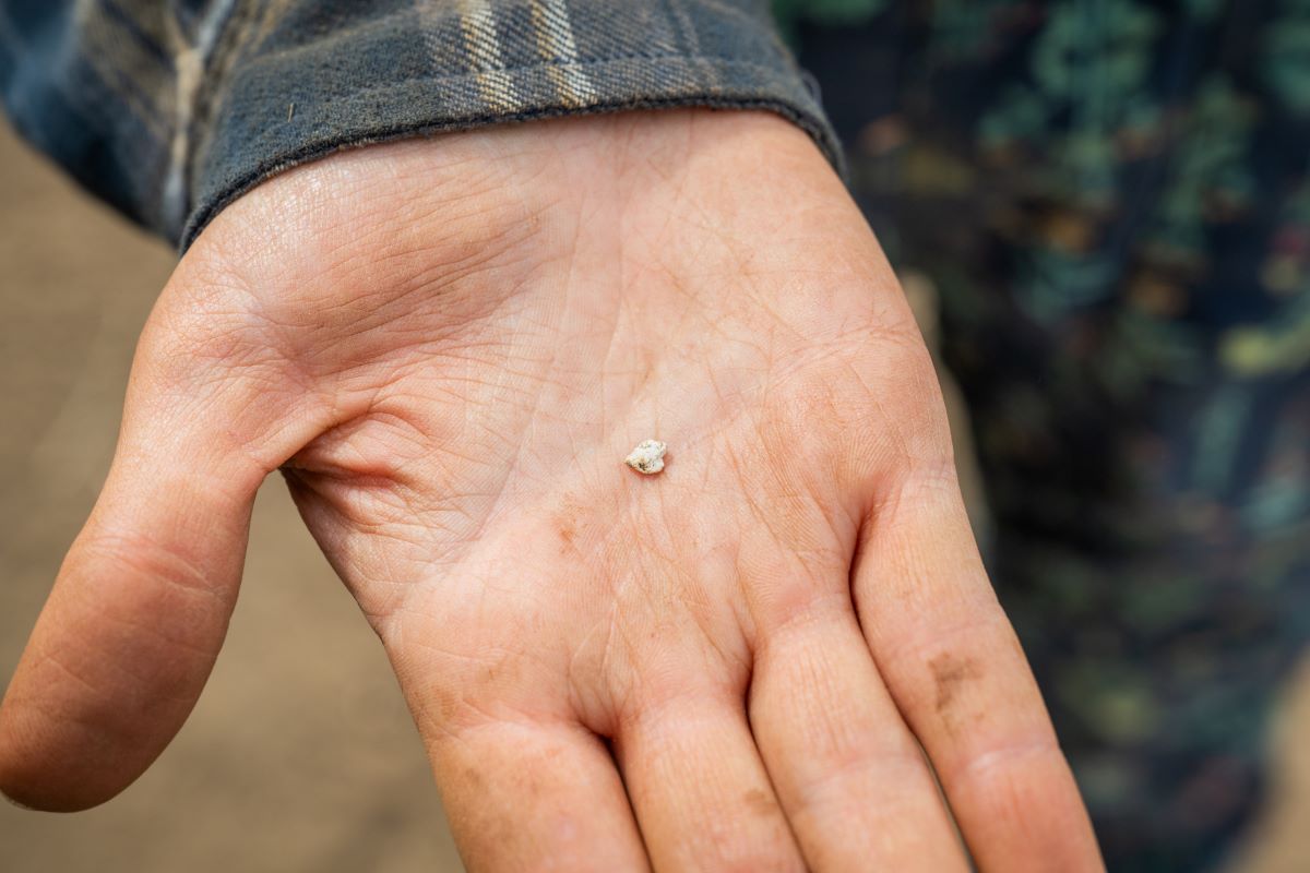 an archaeologist's hand holding a small piece of bone