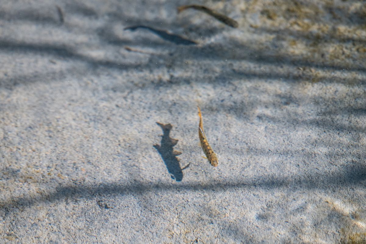 Juvenile silver salmon in a creek