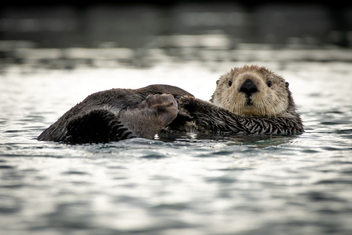 A sea otter floating on its back