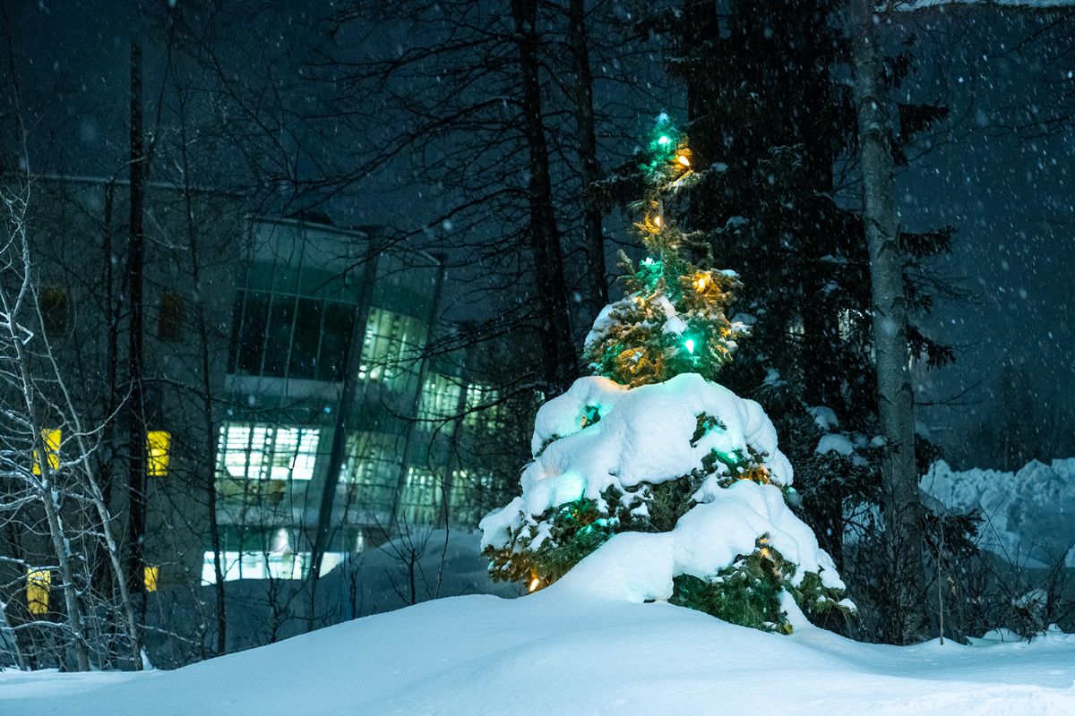 a snow covered Christmas tree on UAA's Anchorage campus