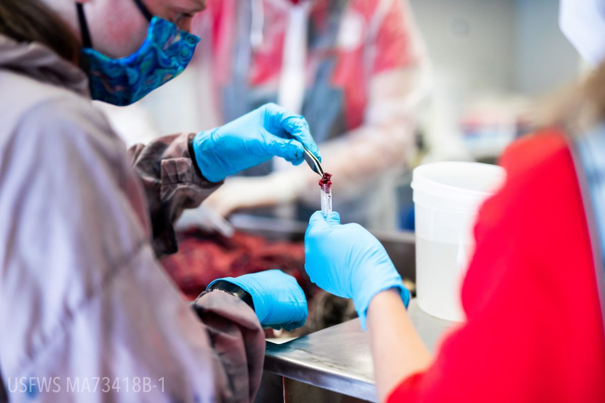 Two lab techs collecting tissue samples