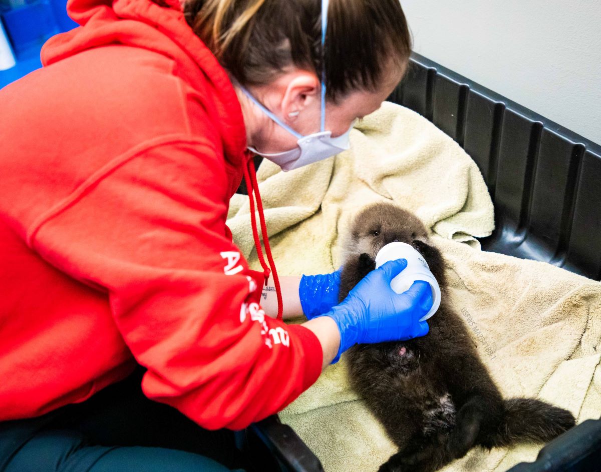 Natalie Hunter with a sea otter pup