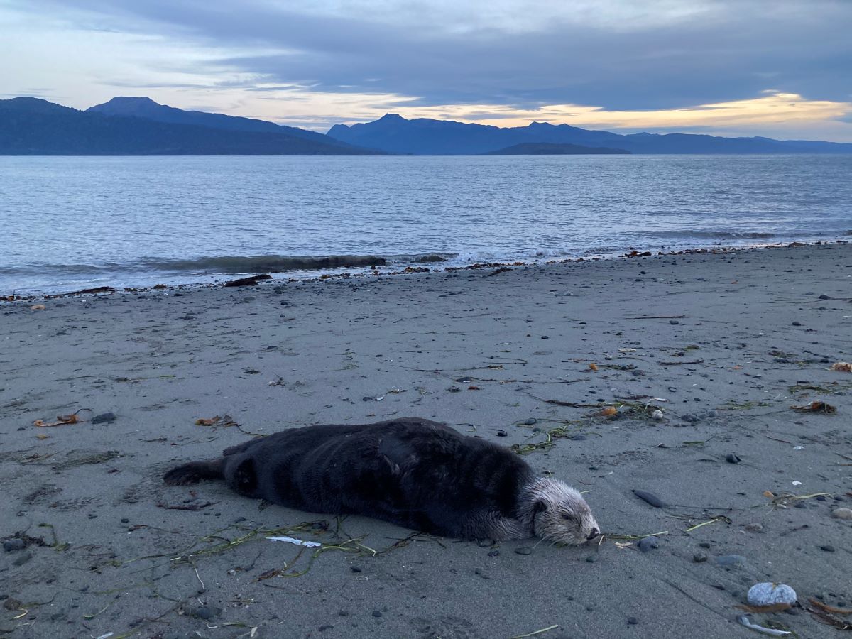 a deceased, stranded sea otter on a beach in Alaska