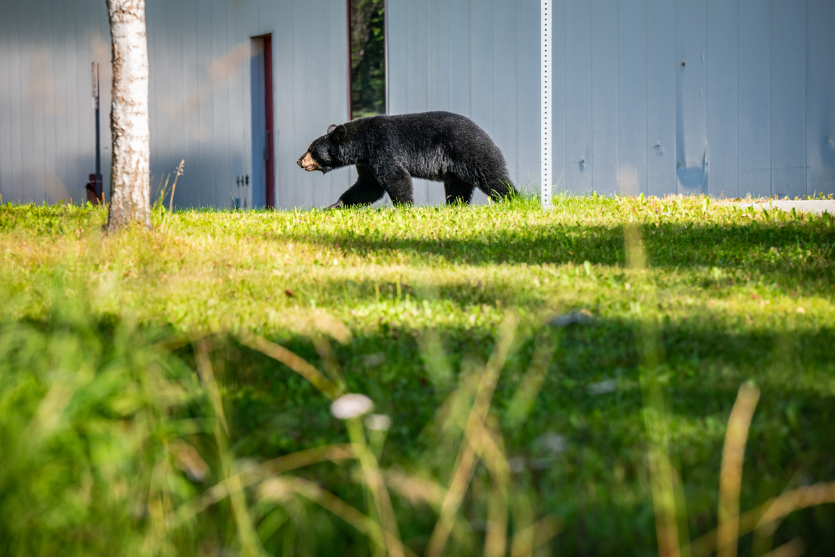 A black bear walks past UAA's Fine Arts Building on a sunny summer afternoon.