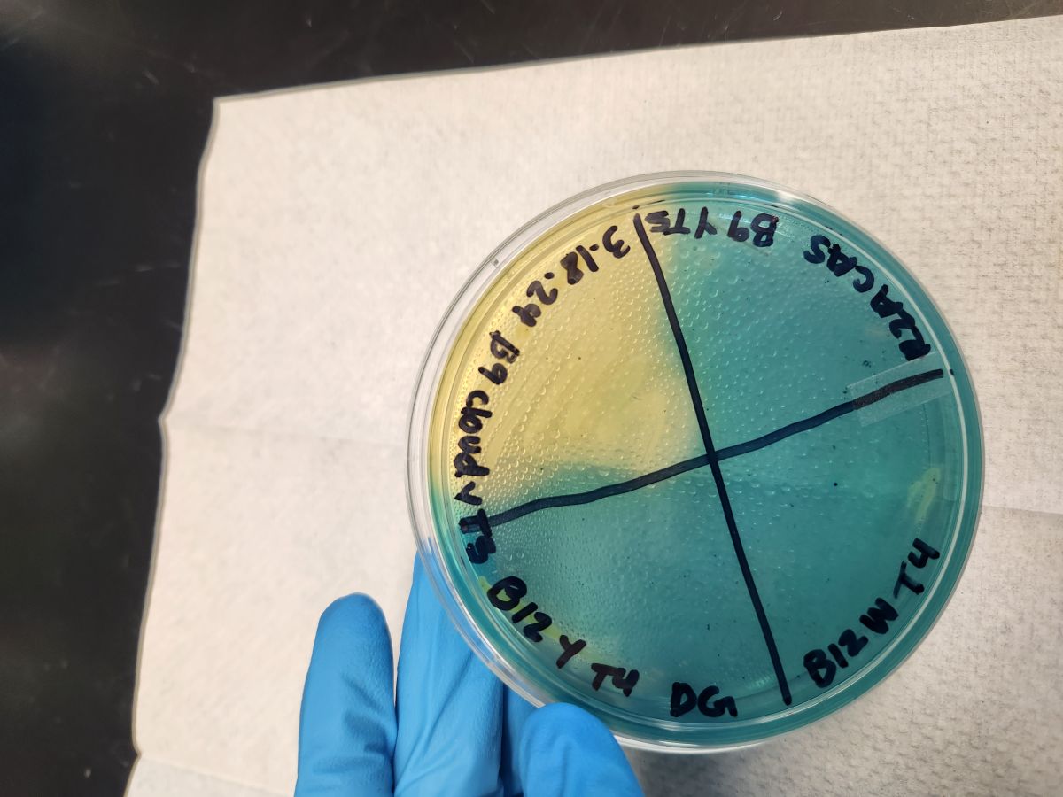 A CAS assay test with yellow section indicating microbes binding to rare-earth elements