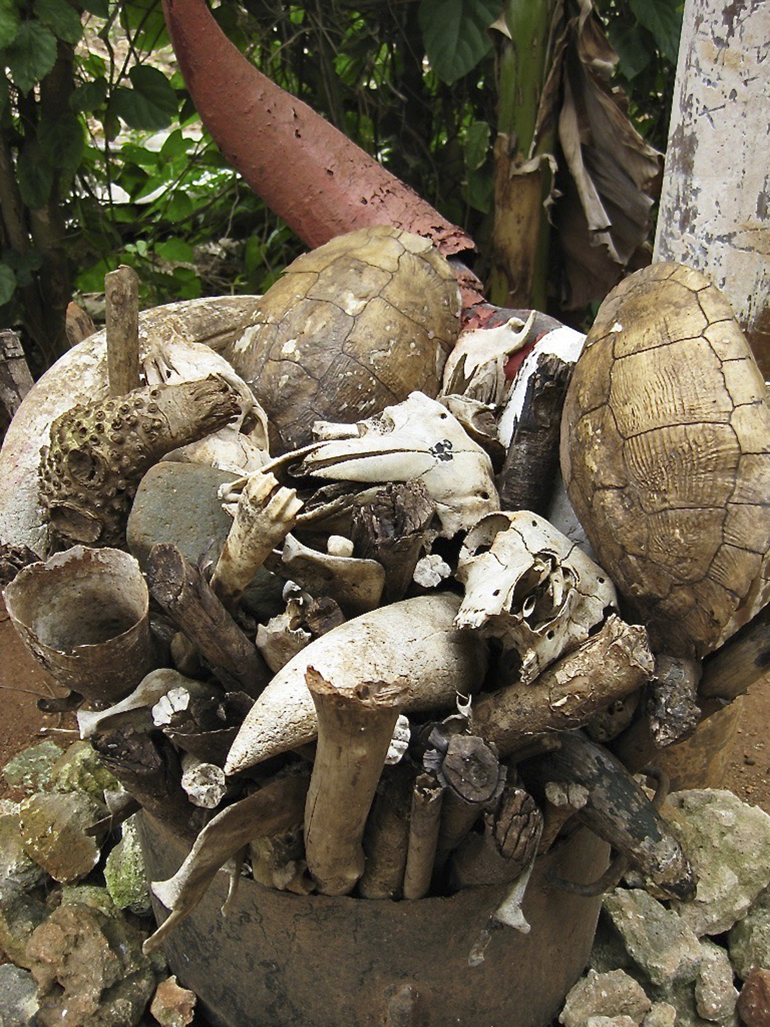 Turtle shells and bones in an alter