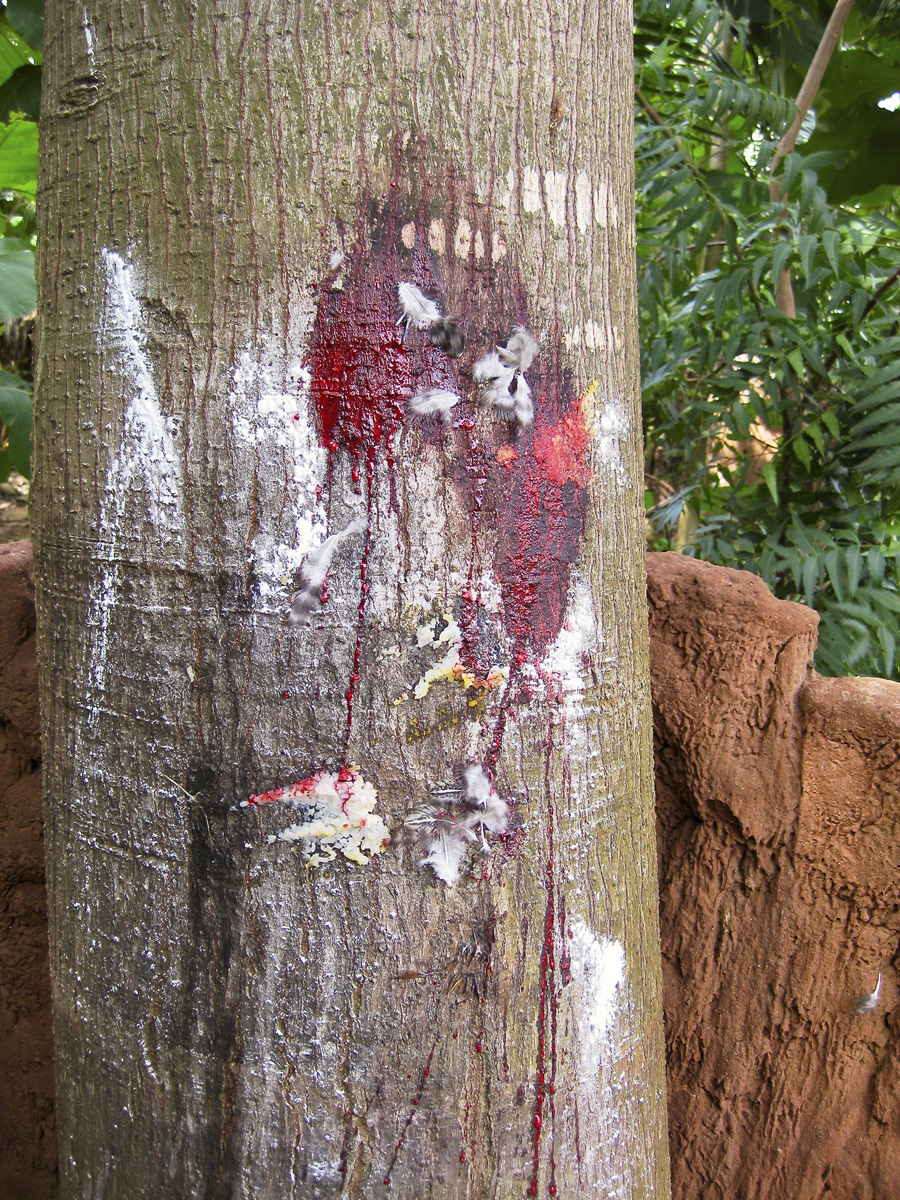 Goat blood on a tree