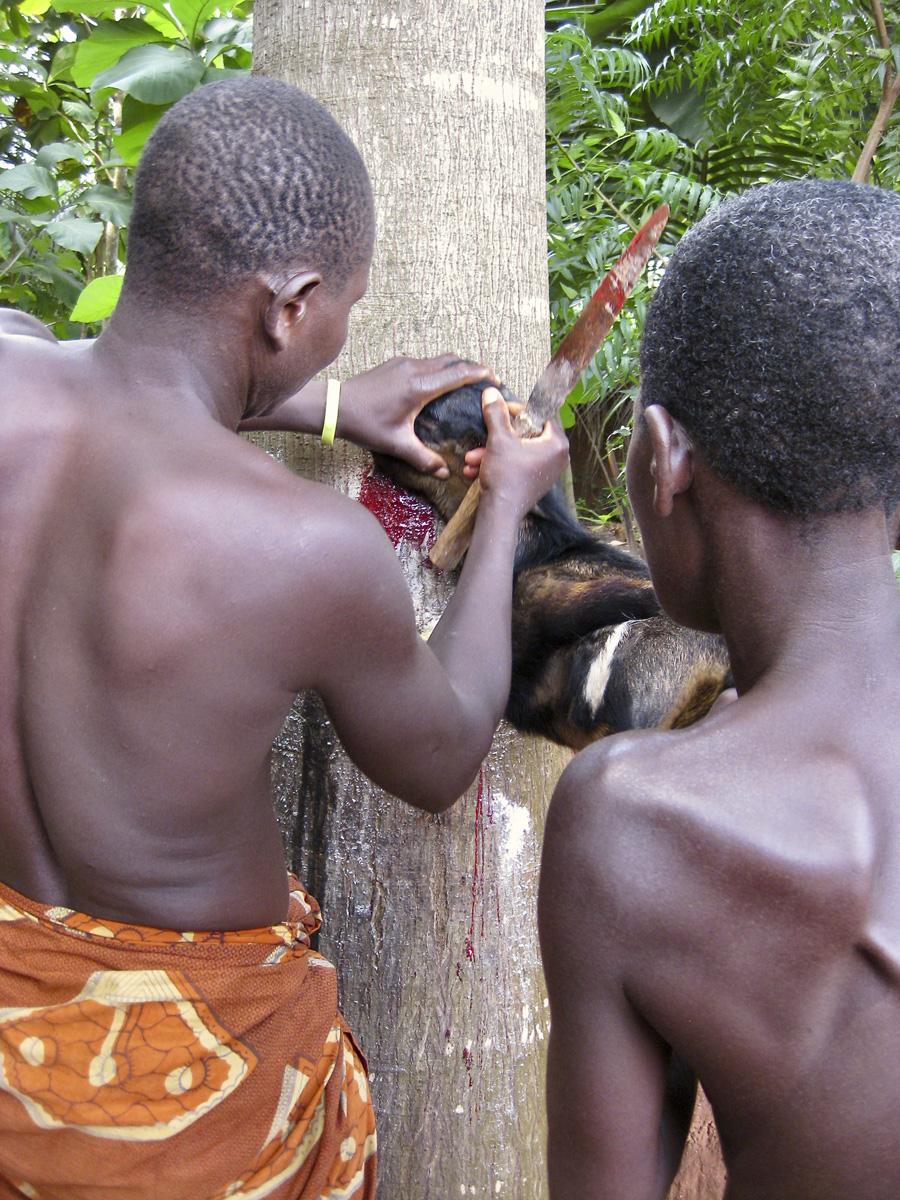 Two men sacrificing a goat