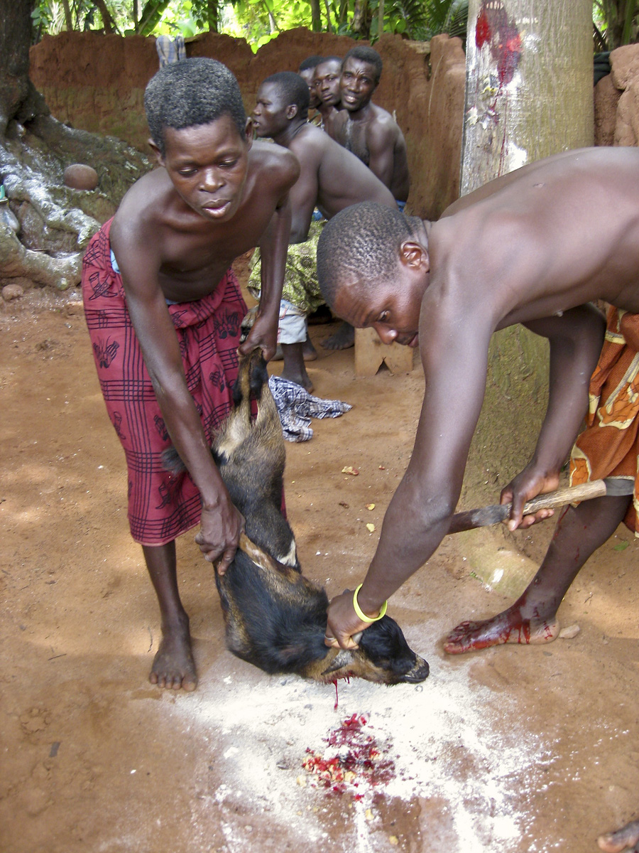Two men bleeding out a goat