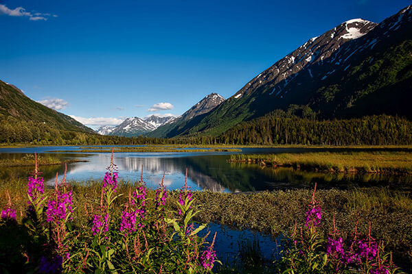 Chugach mountains with fireweed blooming.